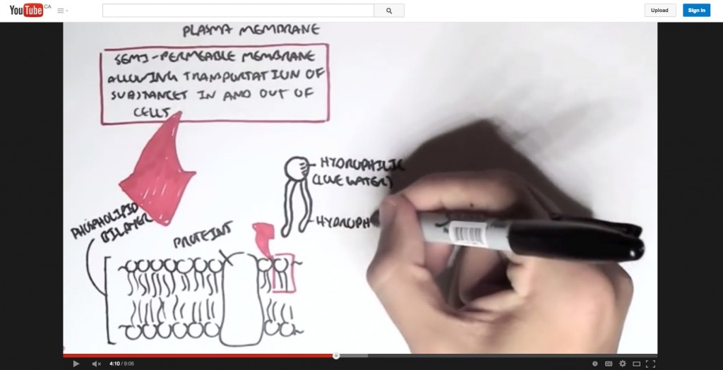 Armando Hasudungan's Bacteria (Structure) YouTube video