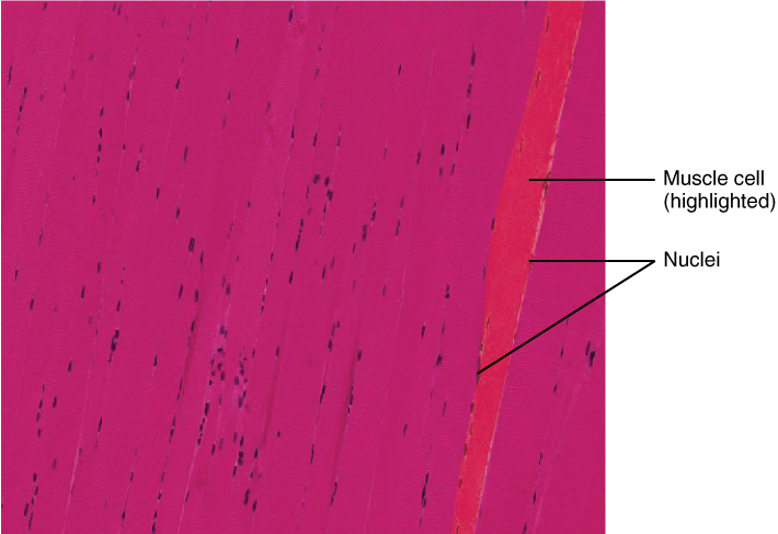 This micrograph shows a muscle cell with multiple nuclei.