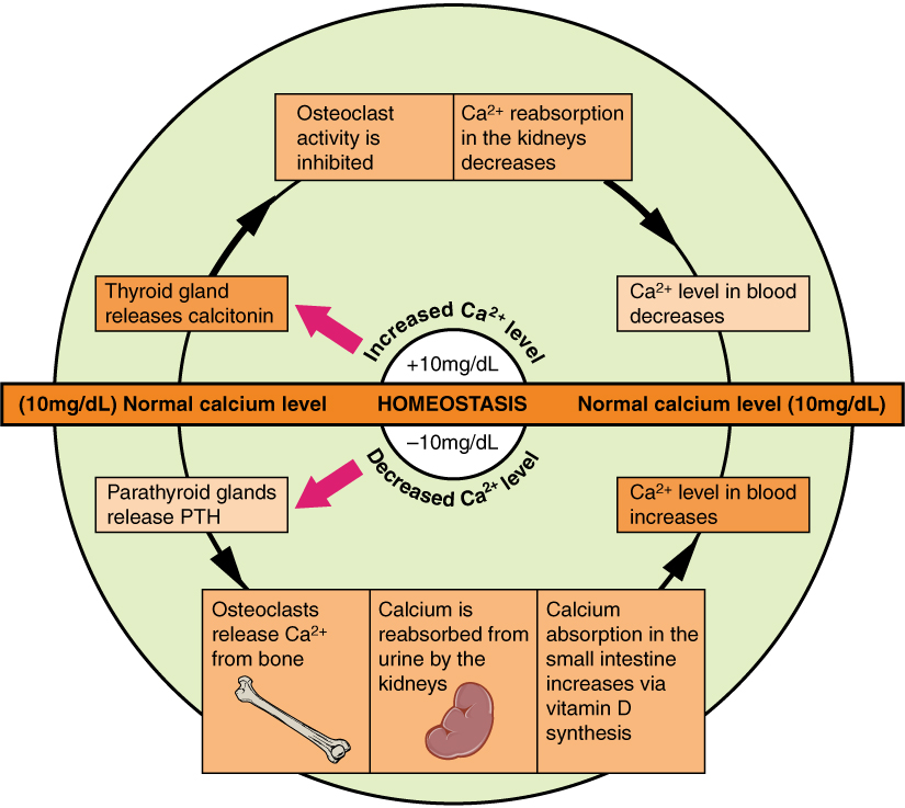 what is the process of homeostasis