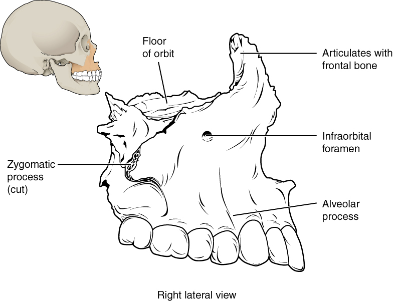 This image shows the location and structure of the maxilla. A small image of the skull on the top left shows the maxilla in ochre yellow. A magnified view shows the detailed structure of the maxilla.