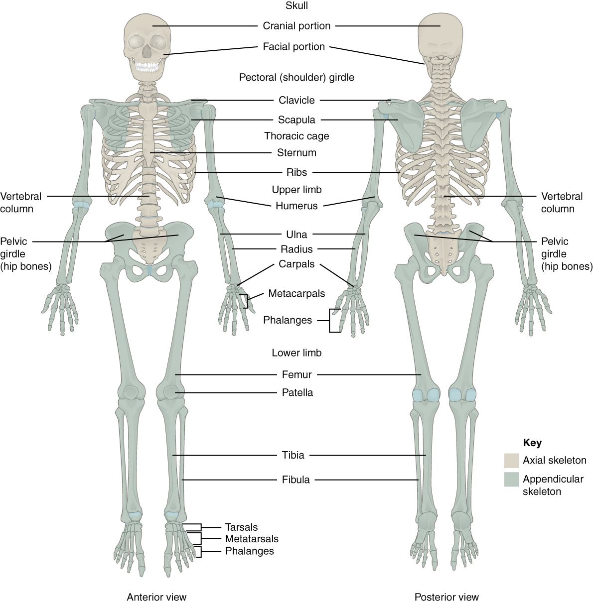 22.22 The Pectoral Girdle – Anatomy and Physiology In Appendicular Skeleton Worksheet Answers