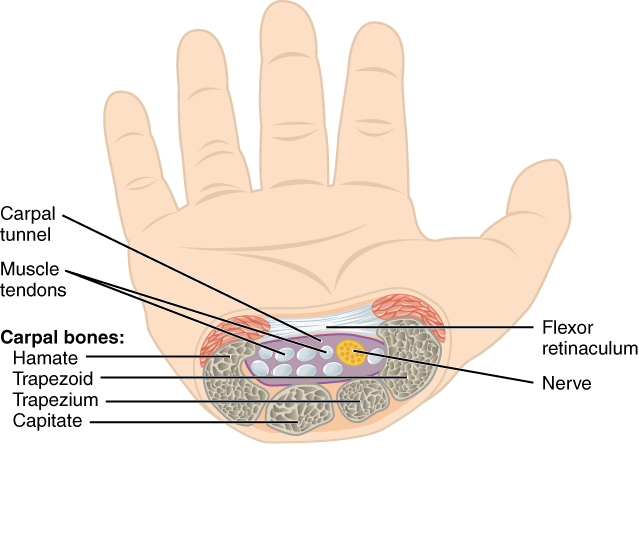 This figure shows a hand and a cross-section image of the nerves at the wrist.