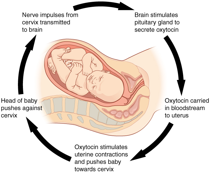 This diagram shows the steps of a positive feedback loop as a series of stepwise arrows looping around a diagram of an infant within the uterus of a pregnant woman. Initially the head of the baby pushes against the cervix, transmitting nerve impulses from the cervix to the brain. Next the brain stimulates the pituitary gland to secrete oxytocin which is carried in the bloodstream to the uterus. Finally, the oxytocin simulates uterine contractions and pushes the baby harder into the cervix. As the head of the baby pushes against the cervix with greater and greater force, the uterine contractions grow stronger and more frequent. This mechanism is a positive feedback loop.