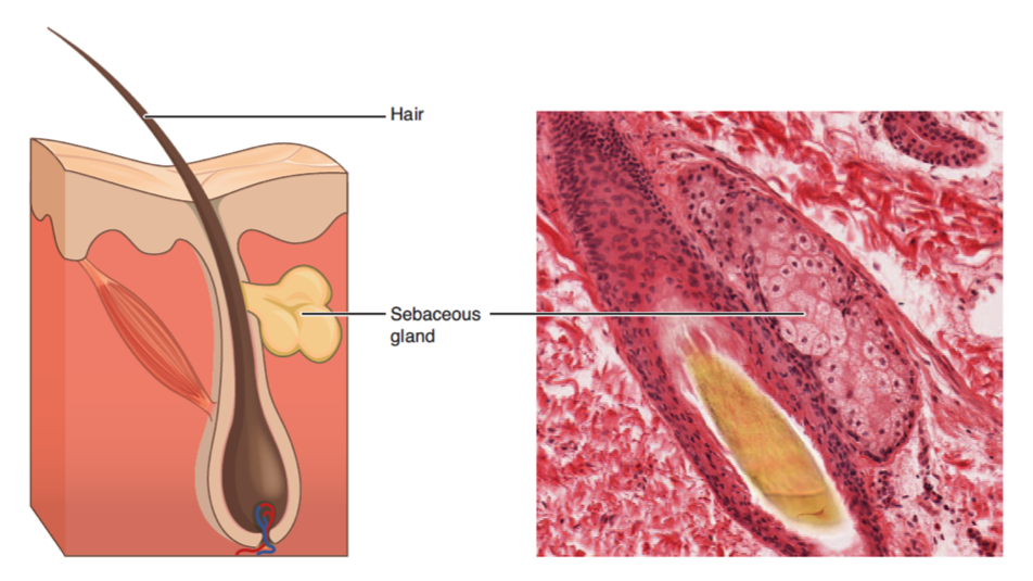 A color illustration of the pharynx.