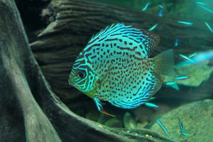 a small speckled green fish is shown swimming in the ocean