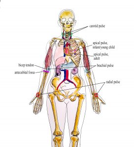 Landmarks for radial, brachial, carotid and apical pulse.